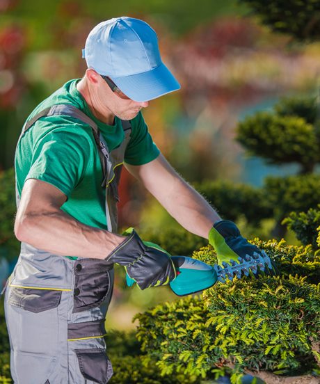 Leaf Removal