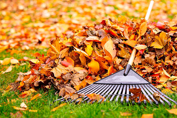 Leaf Removal Services