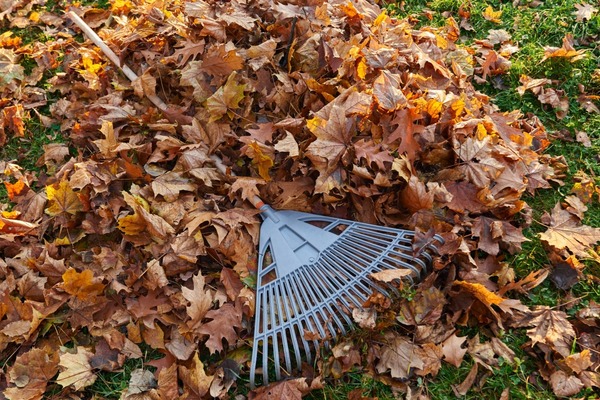 Leaf Removal Services