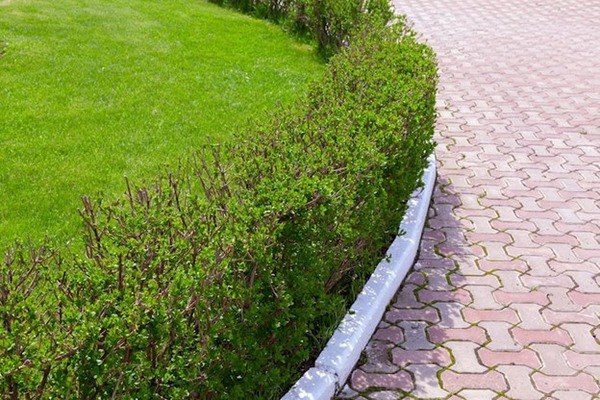 Lawn Border Edging Near Me