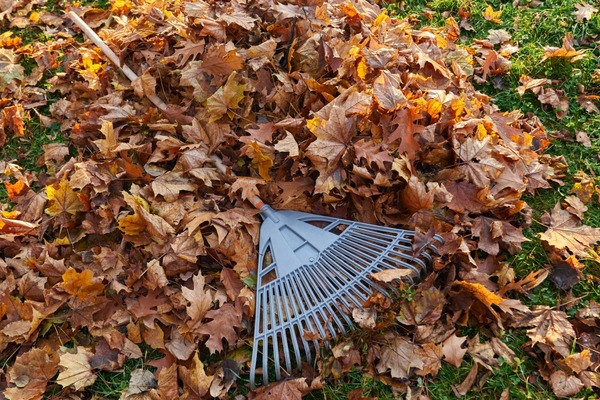 Leaf Removal Services