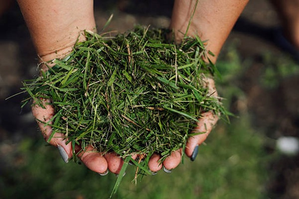 Expert Grass Clippings in North Carolina