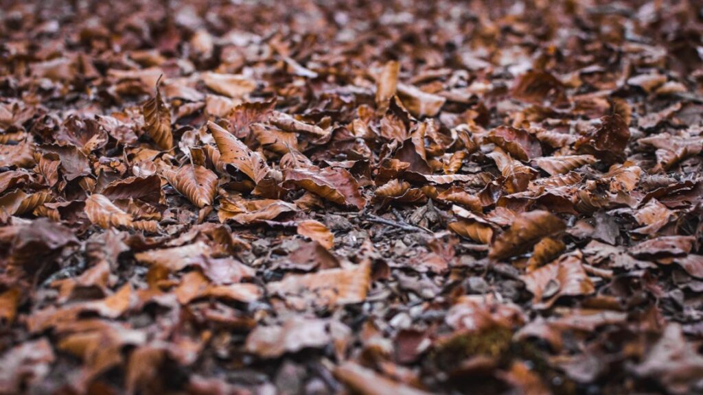 Leaf Removal Services
