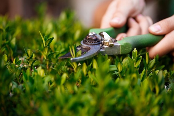 A Simple Weekly Lawn Maintenance Routine That Prevents Weeds and Bare Spots